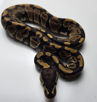 animal image