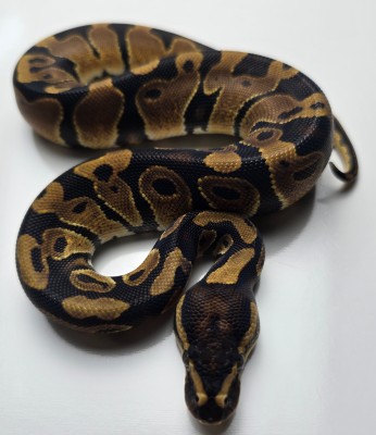 animal image