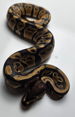 animal image