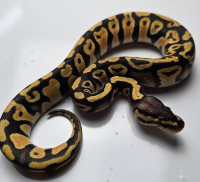 animal image