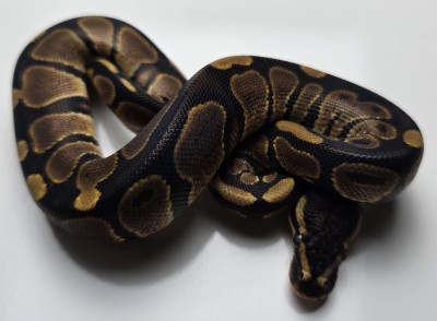 animal image