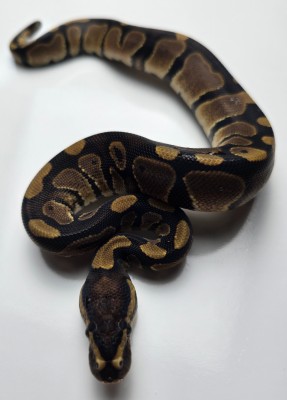 animal image
