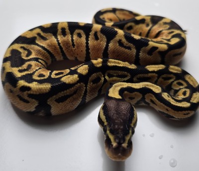 animal image