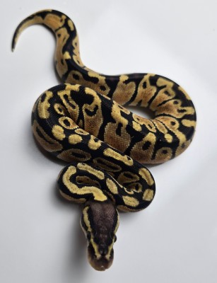 animal image