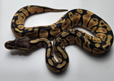 animal image