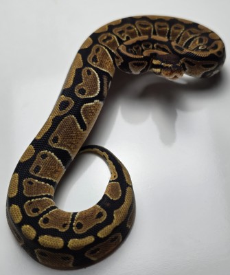 animal image