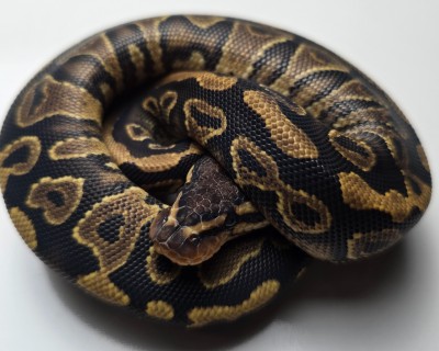 animal image