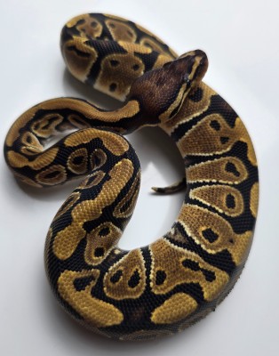animal image