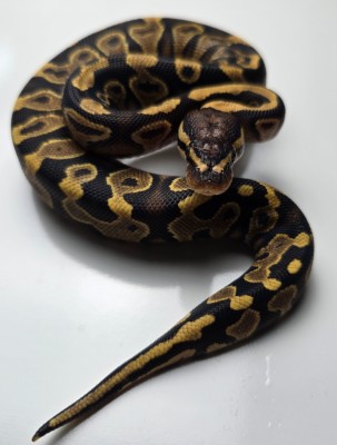 animal image