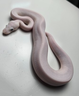 animal image