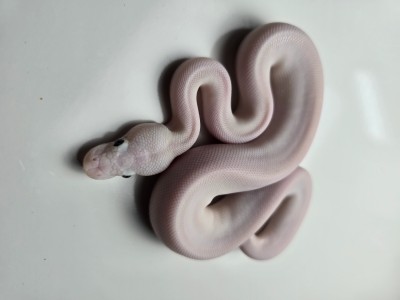 animal image