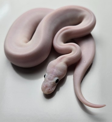 animal image