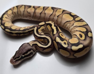 animal image