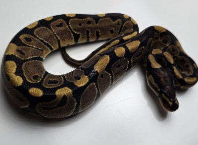 animal image