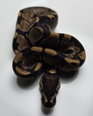 animal image