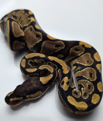 animal image