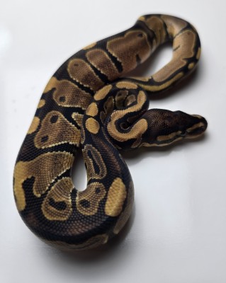 animal image