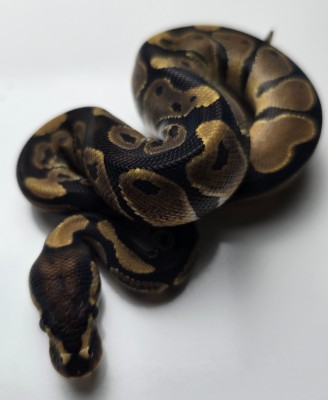 animal image