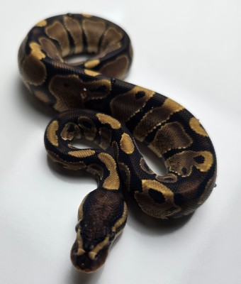 animal image