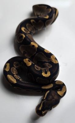 animal image
