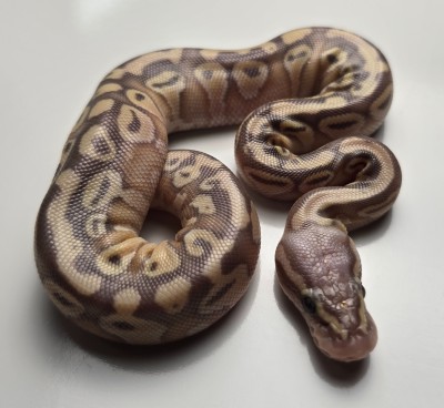animal image