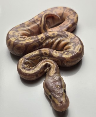 animal image