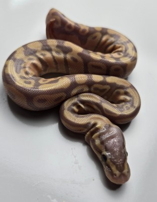 animal image