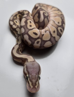 animal image