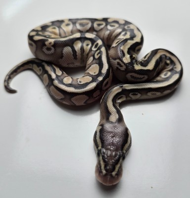 animal image