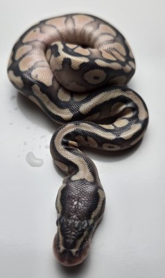 animal image