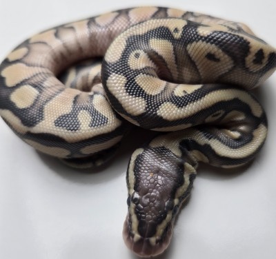 animal image