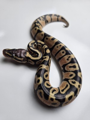 animal image