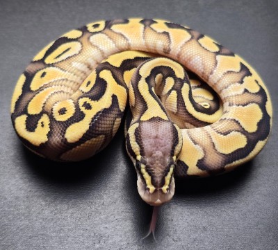 animal image
