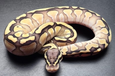 animal image
