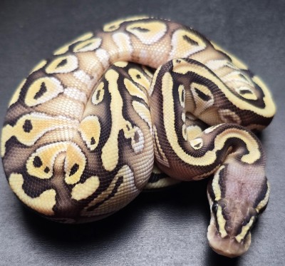 animal image