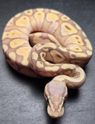 animal image