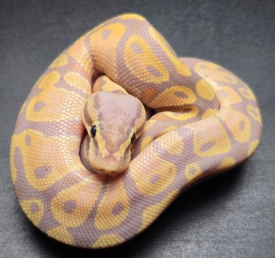 animal image