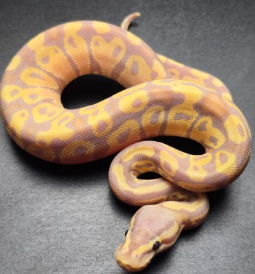 animal image