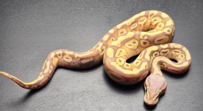 animal image