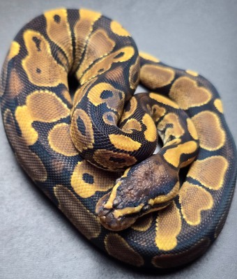 animal image