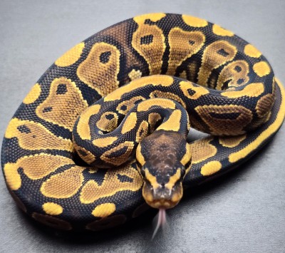 animal image