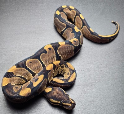 animal image