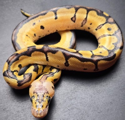 animal image