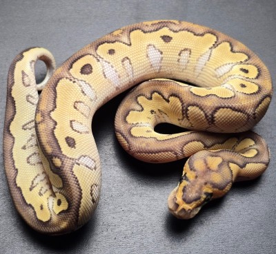 animal image