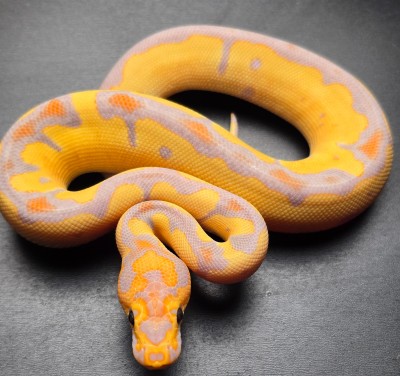 animal image