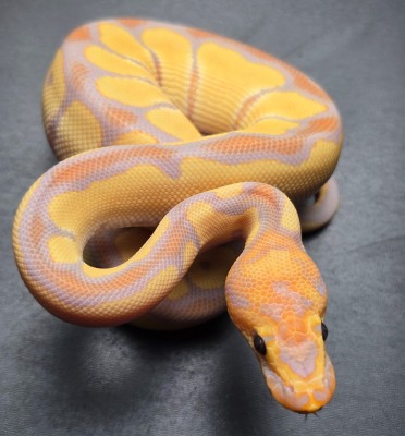 animal image