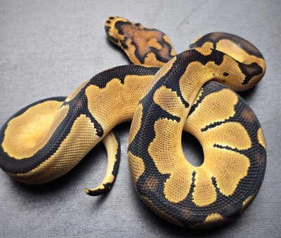 animal image