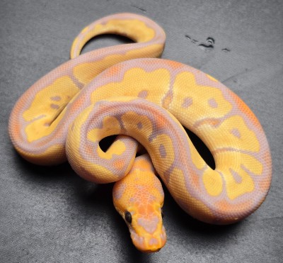 animal image