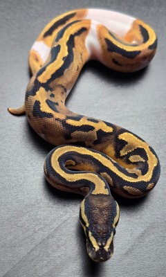 animal image