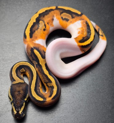 animal image